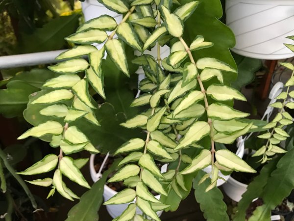bella-variegata 1