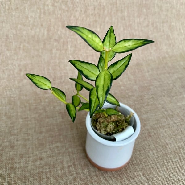 bella-variegata 5