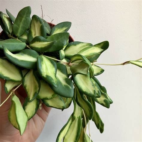 burtoniae-variegata 1