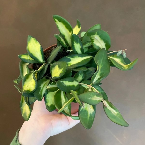 burtoniae-variegata 3