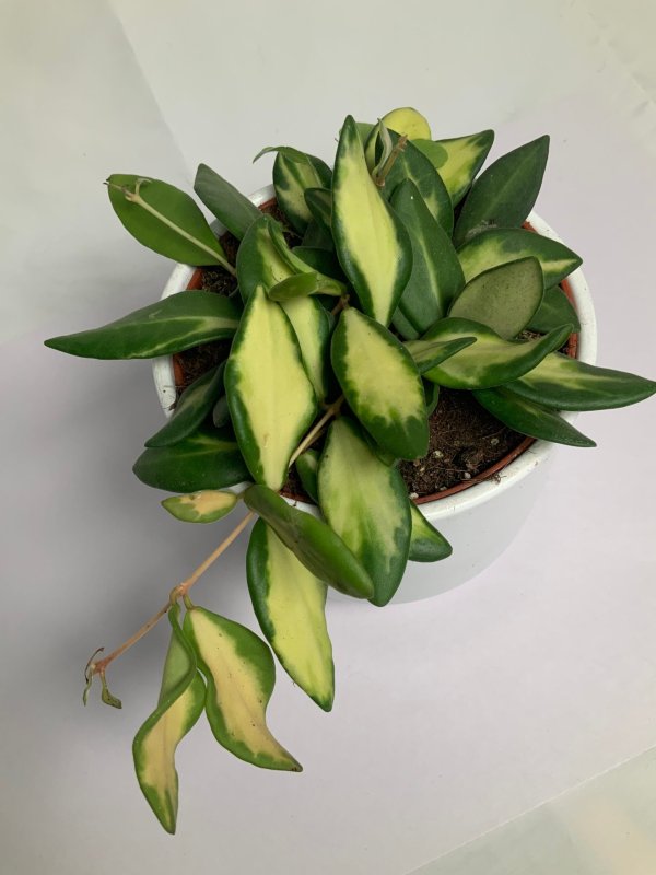 burtoniae-variegata 4