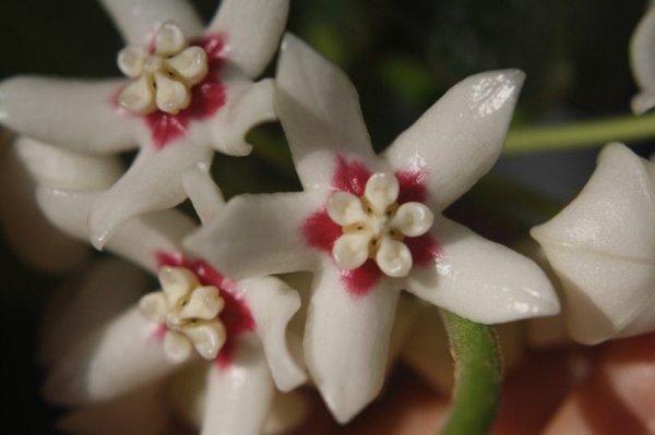 calycina-stargazer 2