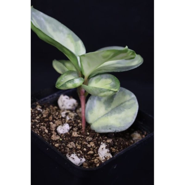 carnosa-argentea-princess 1