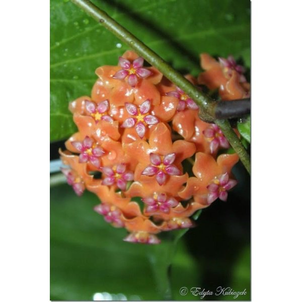 carnosa-argentea-princess 2