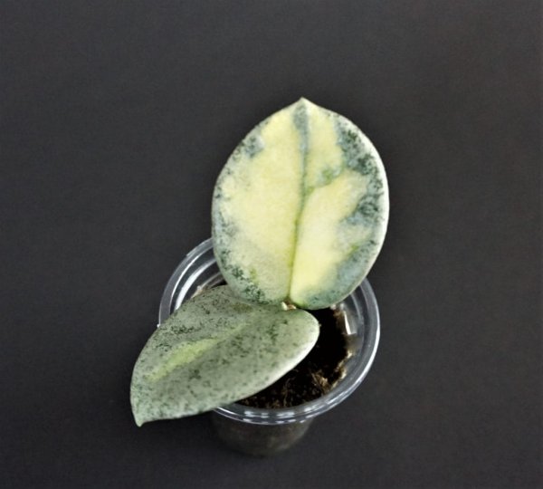 carnosa-argentea-princess 3