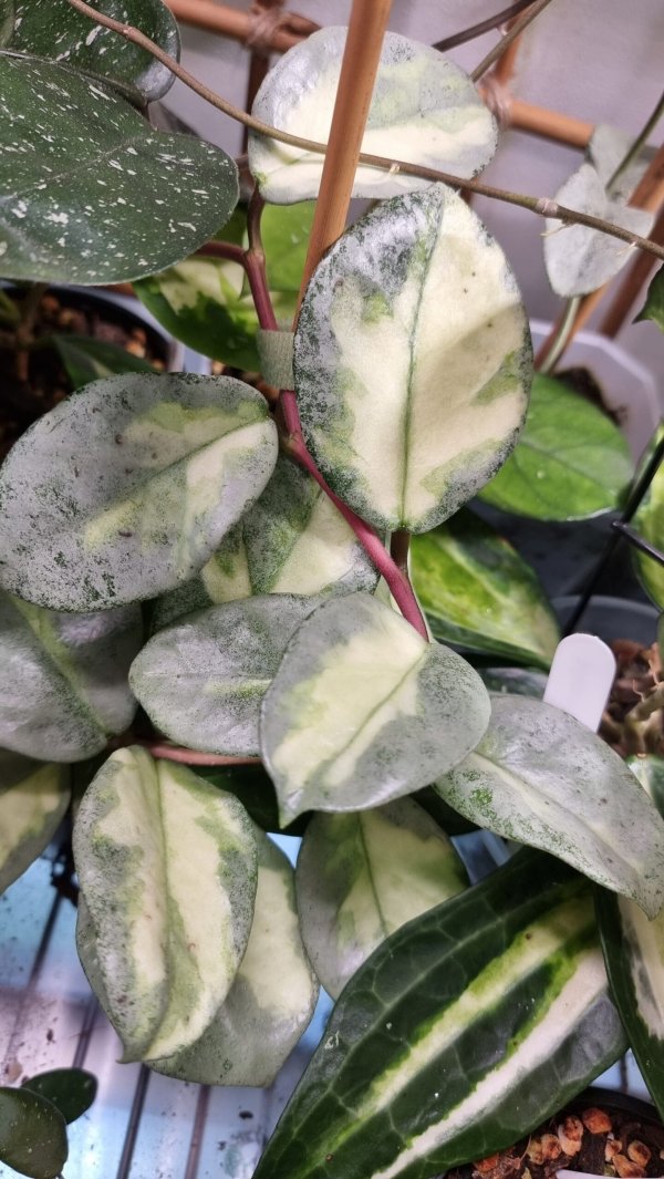 carnosa-argentea-princess 4