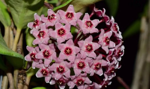 carnosa-crimson-queen 2