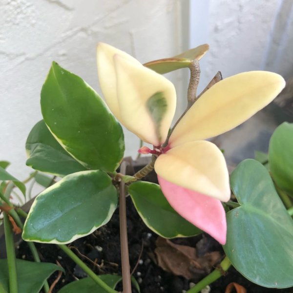 carnosa-crimson-queen 3