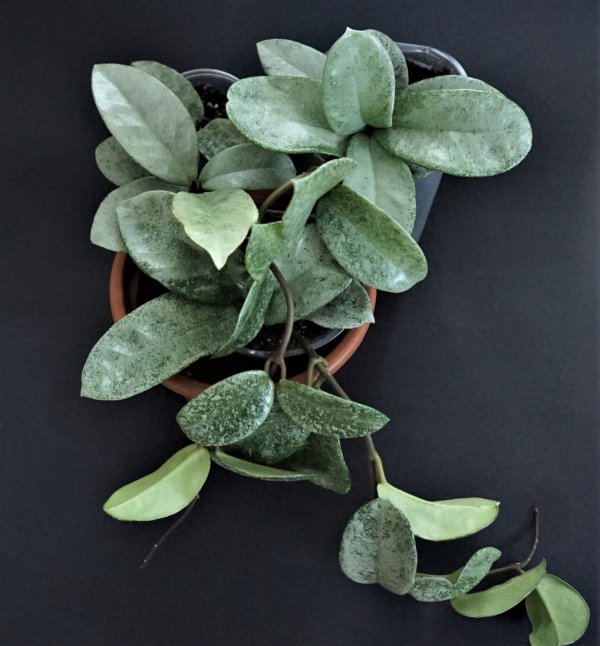 carnosa-nova-ghost 1