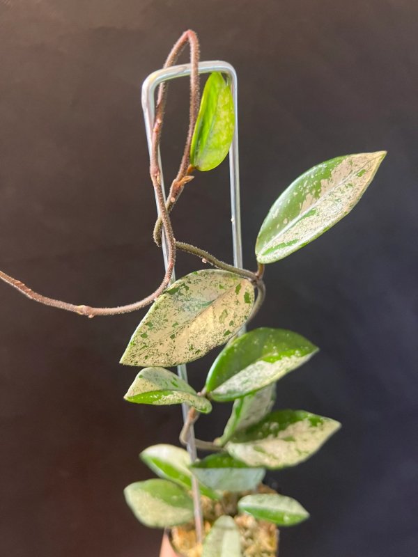 carnosa-wilbur-graves-super-silver 1