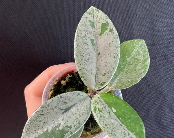 carnosa-wilbur-graves-super-silver 2