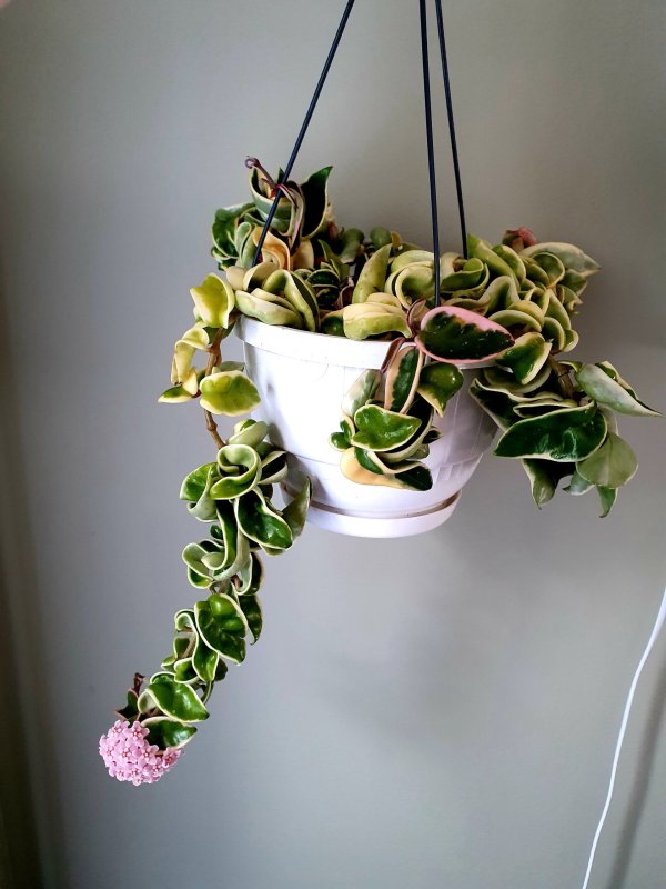 compacta-albomarginata 2