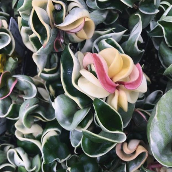 compacta-albomarginata 3