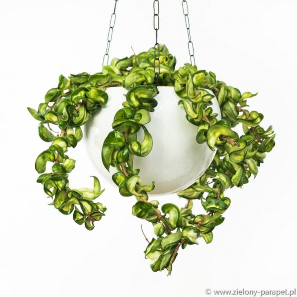 compacta-mauna-loa 1