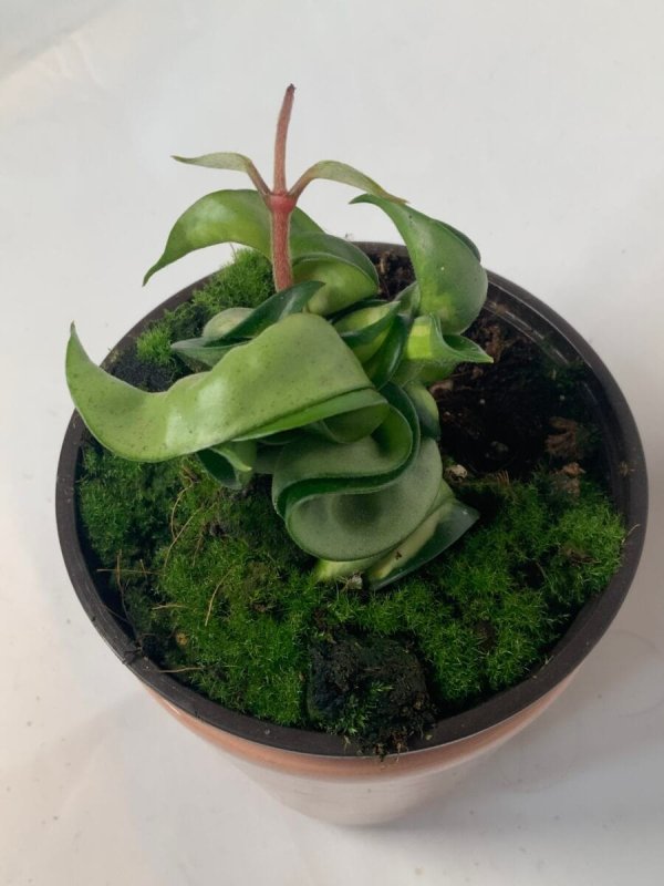 compacta-mauna-loa 2