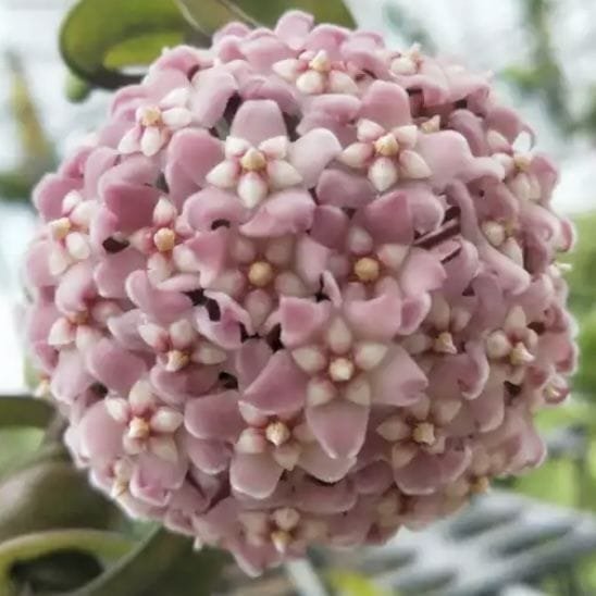 compacta-ssp-deep-green 2