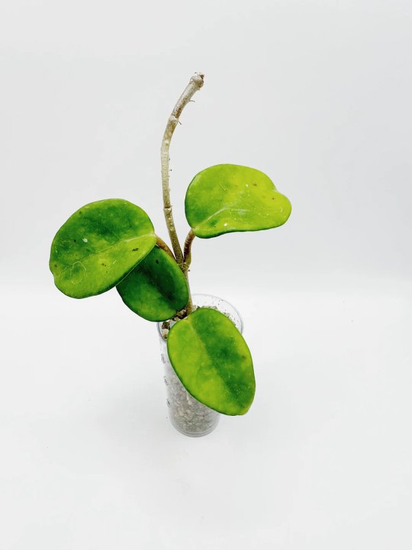 compacta-ssp-deep-green 3