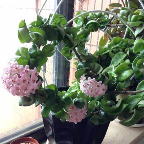 compacta-ssp-deep-green 4