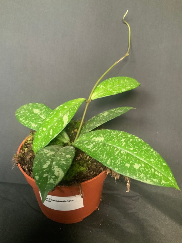 crassipetiolata-splash 1