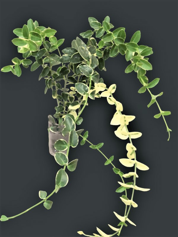 cumingiana-albomarginata 1