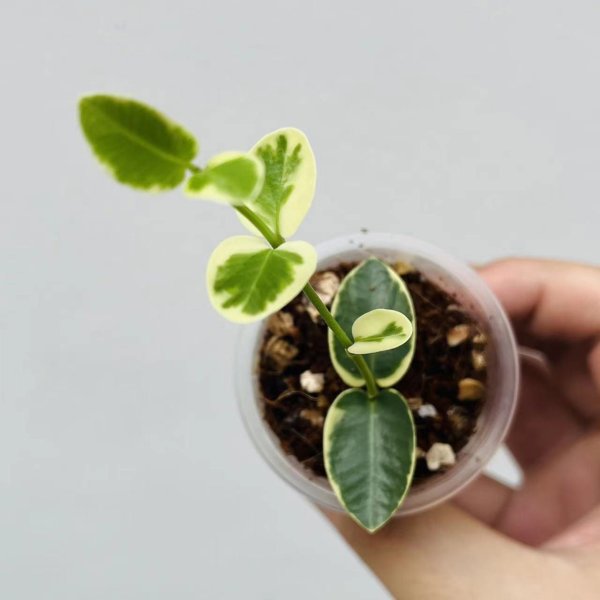 cumingiana-albomarginata 3