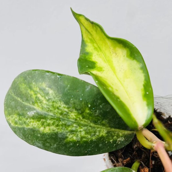 diversifolia-variegata 1