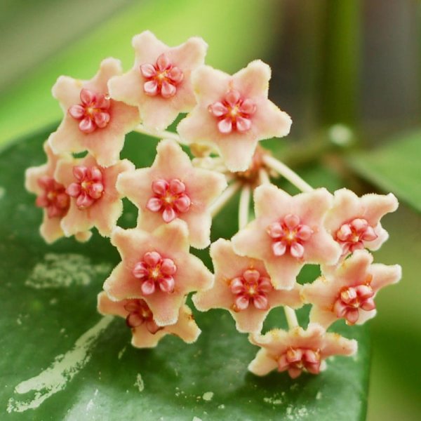 diversifolia-variegata 2