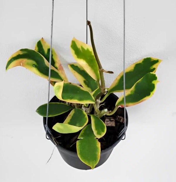 diversifolia-variegata 3