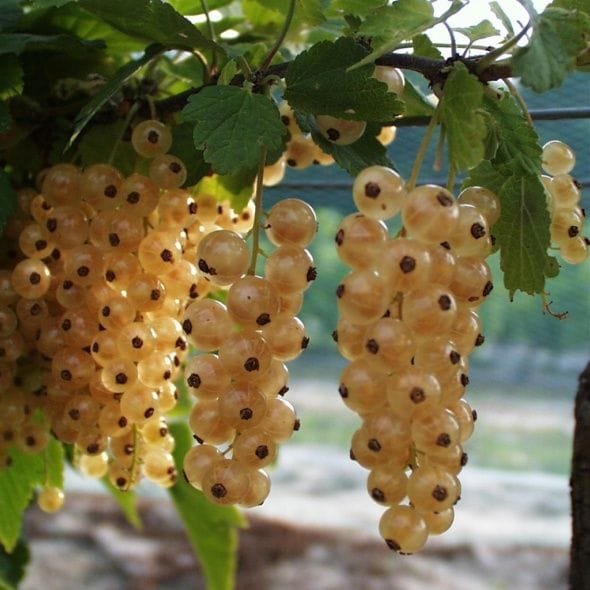 groseillier-blanka 1