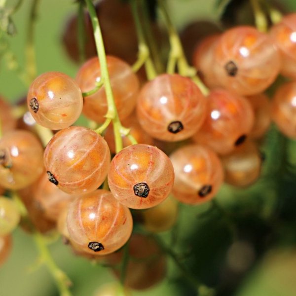 groseillier-gloire-des-sablons 1