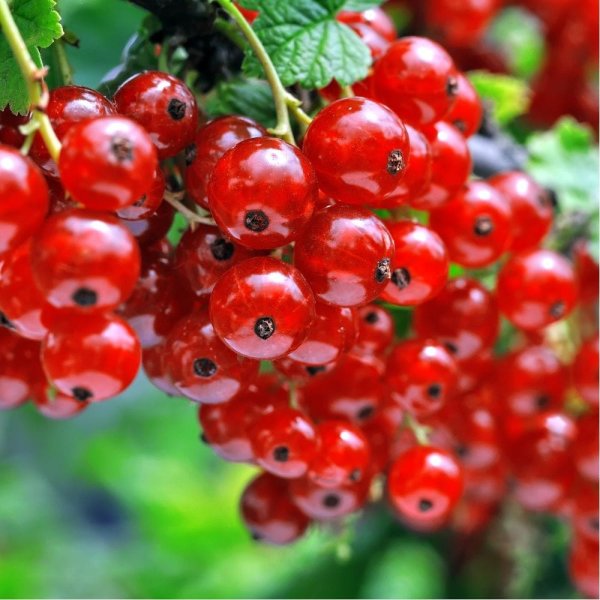 groseillier-london-market 1