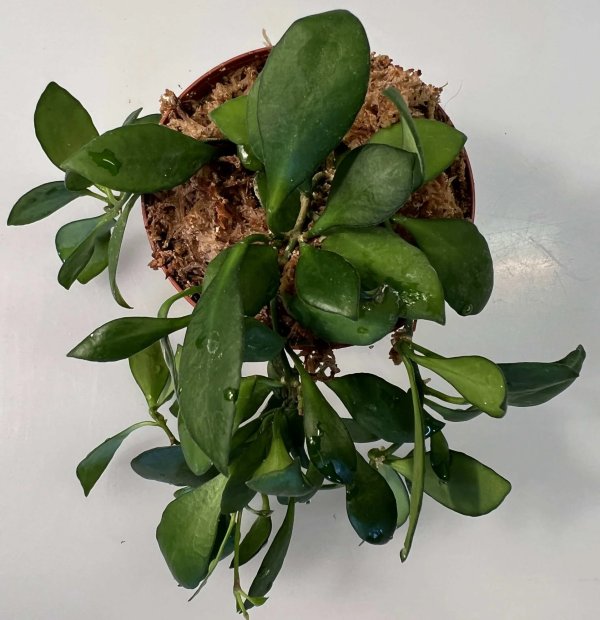 heuschkeliana-pink 1