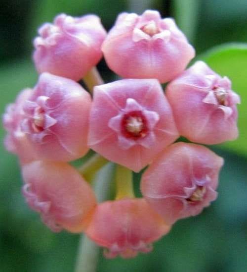 heuschkeliana-pink 3