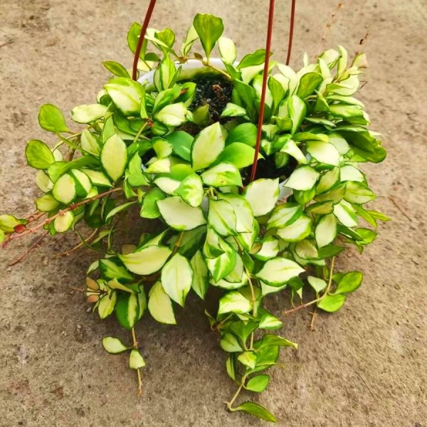 heuschkeliana-variegata 1