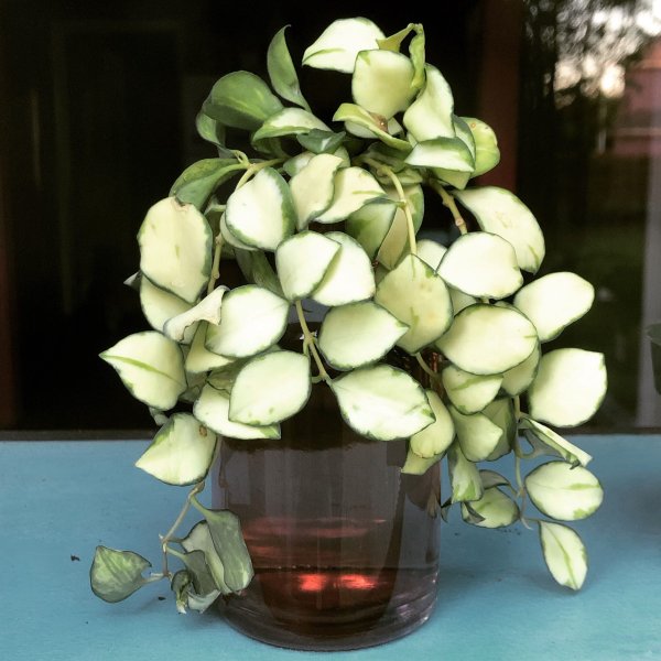 heuschkeliana-variegata 3