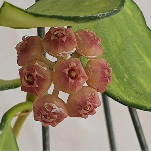 heuschkeliana-variegata 4