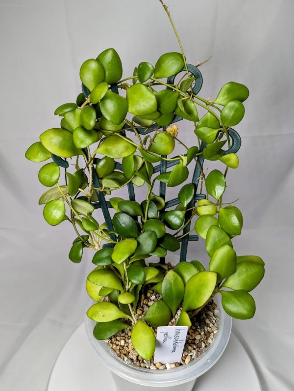 heuschkeliana-yellow 5