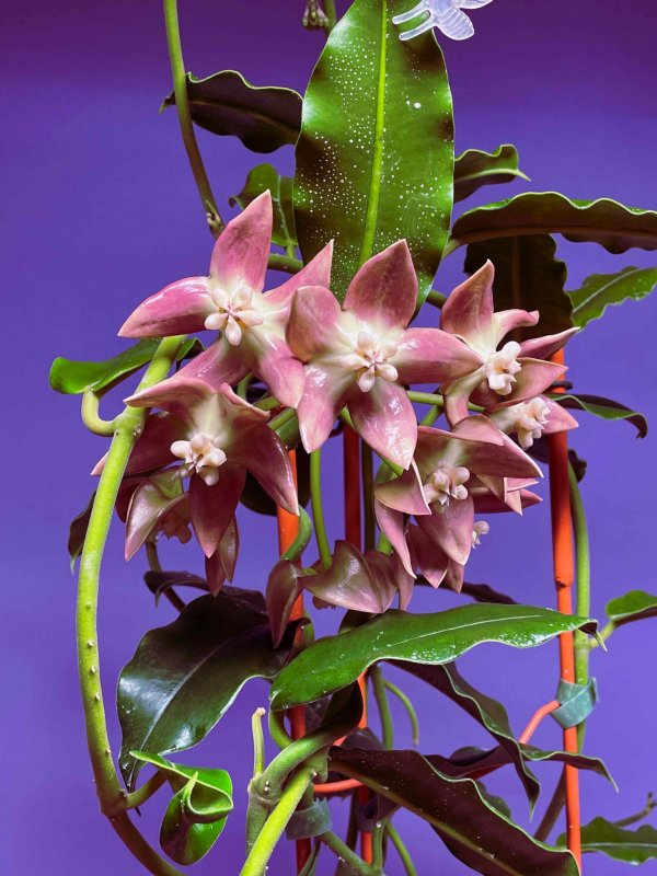 imperialis-palawan 1