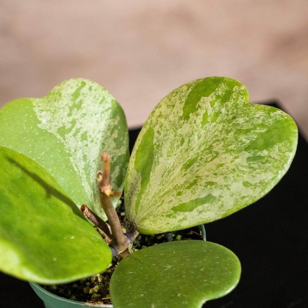 kerrii-silver-splash 1