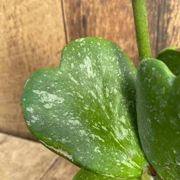 kerrii-silver-splash 2