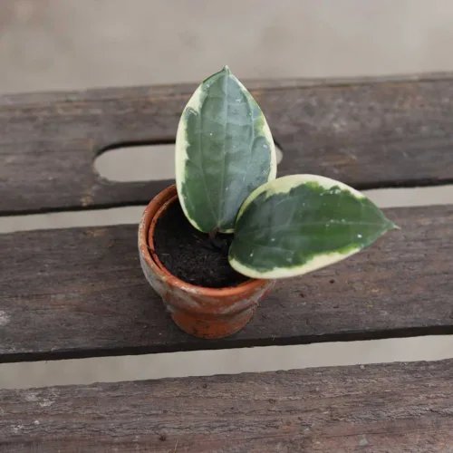 latifolia-albomarginata-round-leaf 1