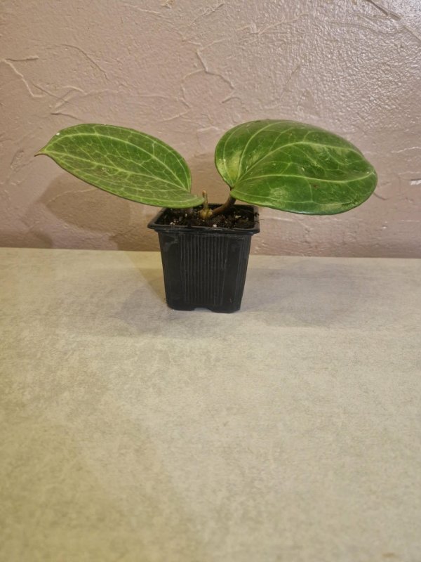 latifolia-sarawak-cream-xl-feuilles 1