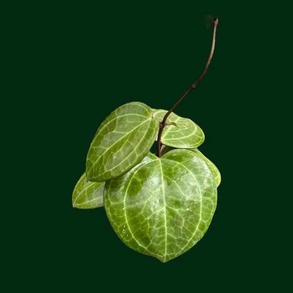 latifolia-sarawak-cream-xl-feuilles 2