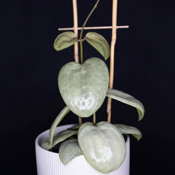 latifolia-sarawak-silver 1