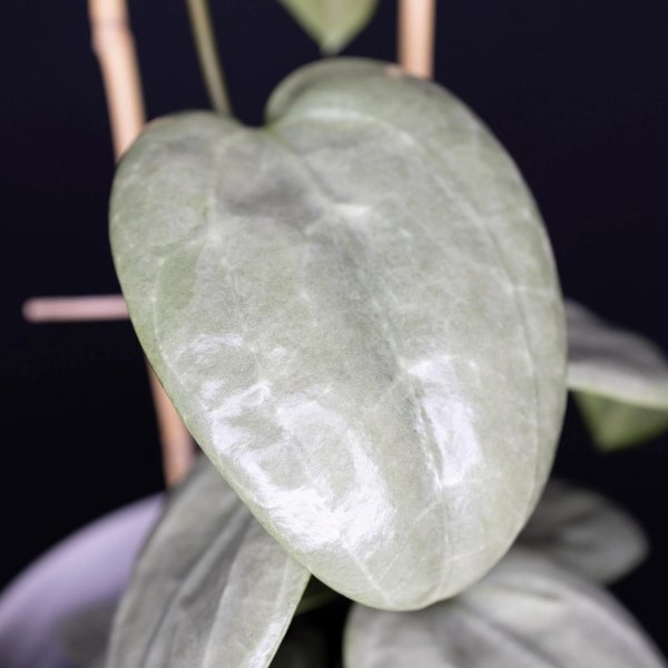 latifolia-sarawak-silver 2