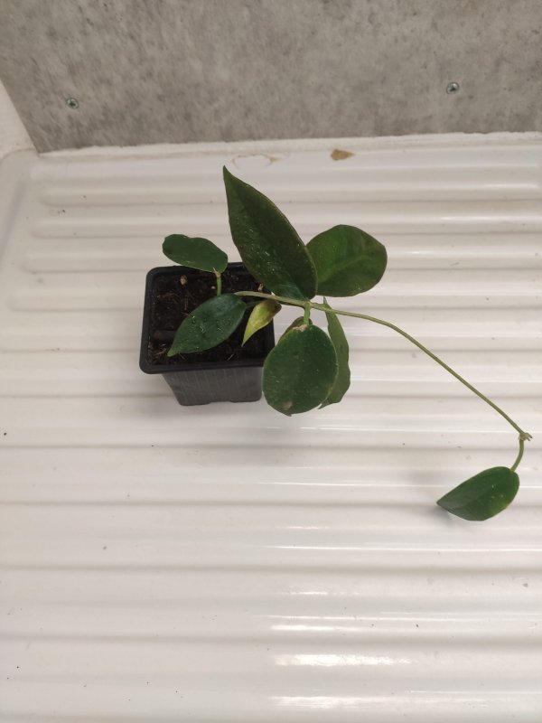 macgillivrayi-pink-taiwan 2