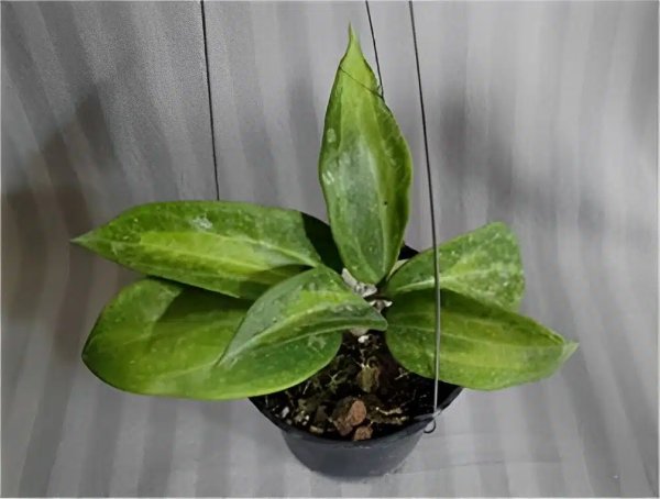 macrophylla-baibua 1