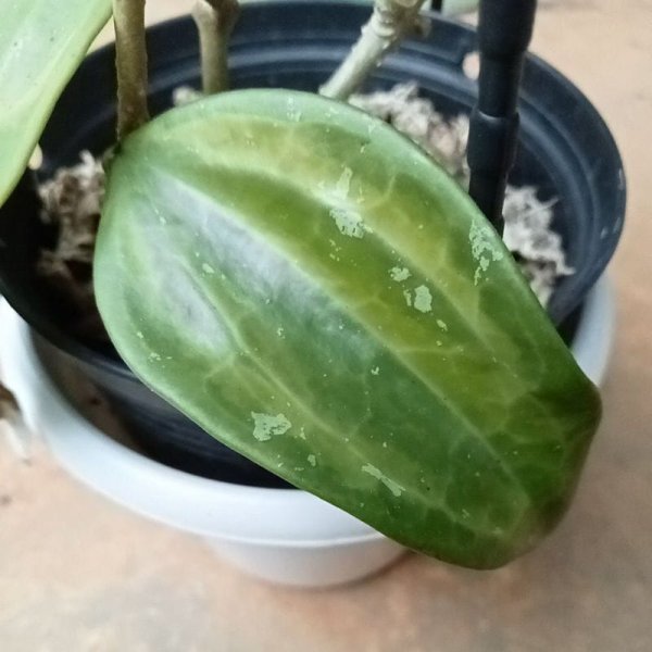 macrophylla-baibua 2