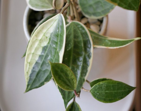 macrophylla-variegata 1