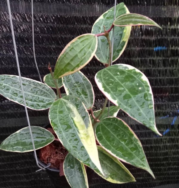 macrophylla-variegata 2